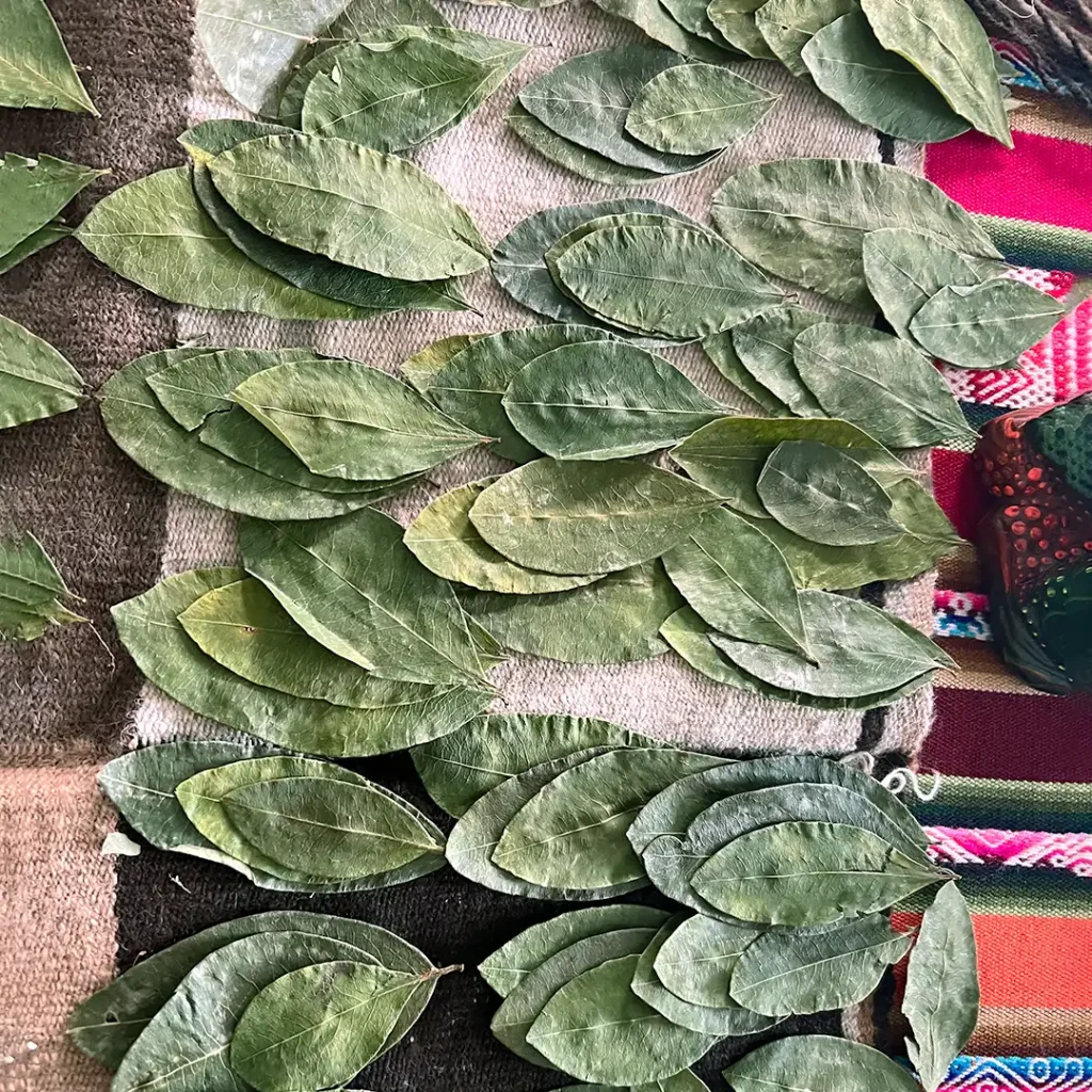 coca leaf peru