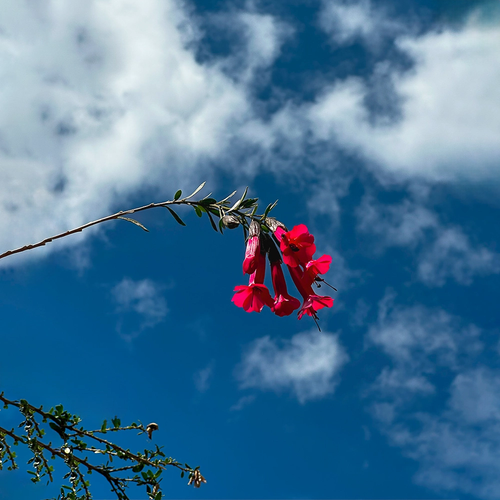 Descending from a high pass — recovery matters when combining trekking and plant medicine in Peru