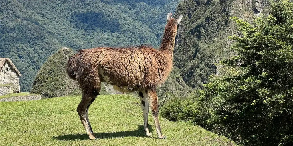 An apacheta at a high pass — central to the Inca Trail pilgrimage meaning