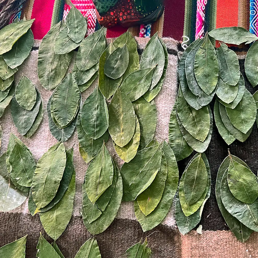 coca leaf reading inca peru