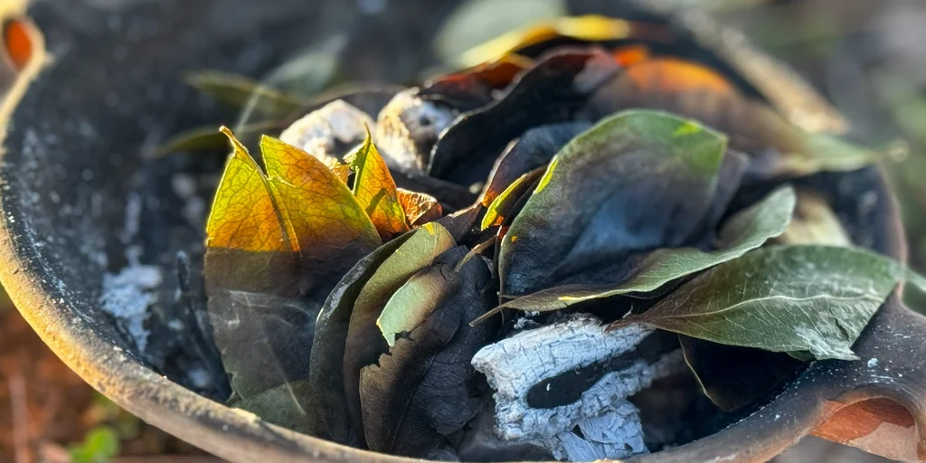coca leaf reading - peru