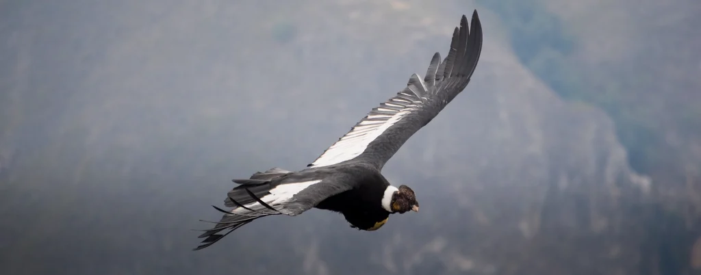 transformative path 15 days front page