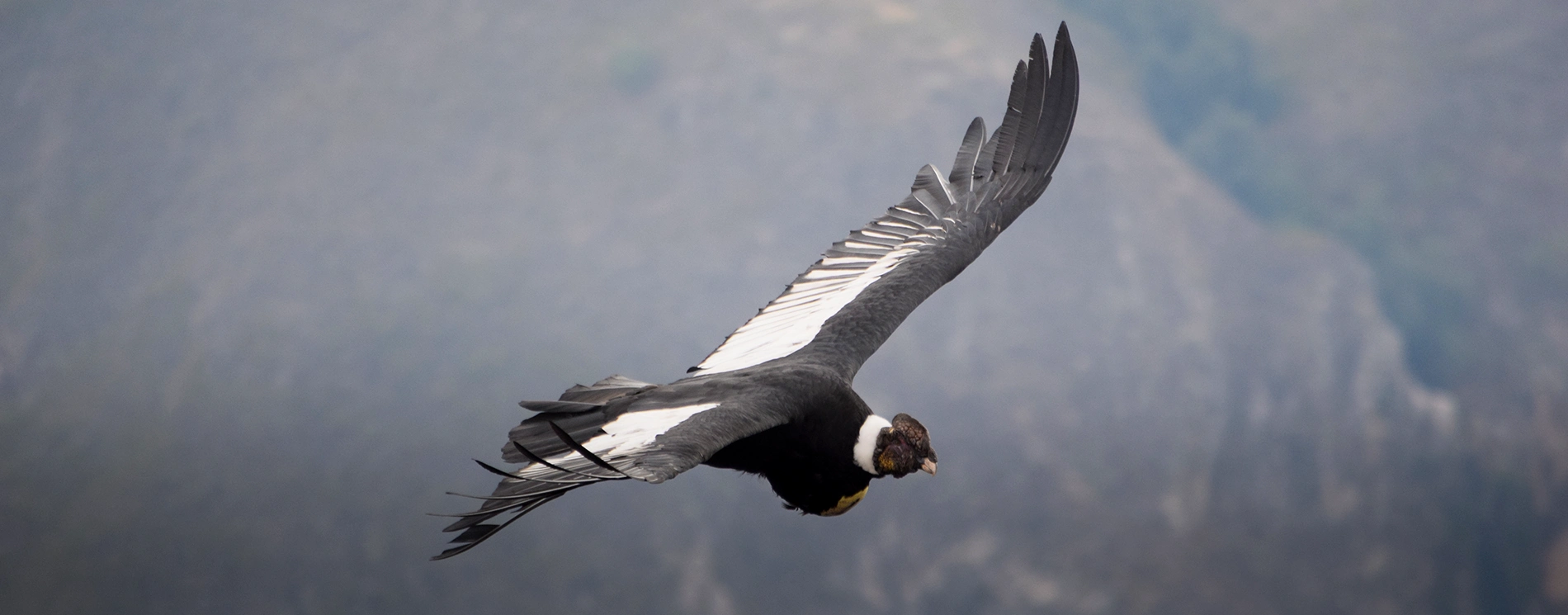 transformative path 15 days front page