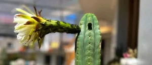 Wachuma: the Ancient Andean Plant of Wisdom and Healing