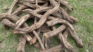 Is Ayahuasca Legal in Peru? The Complete Guide for the Spiritual Seeker