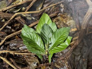 Ayahuasca Retreat Safety: Complete Guide for Peru 2025