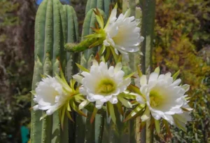 Benefits of Wachuma (San Pedro): A Deep Healing Journey with San Pedro