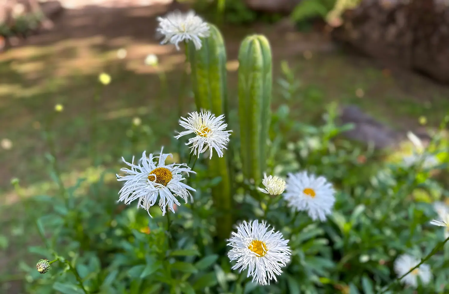 Spiritual Awakening with San Pedro (Wachuma) What It Really Feels Like